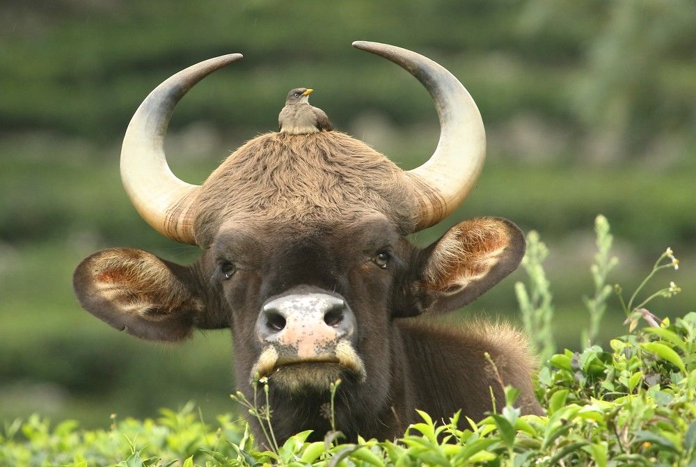 Фотография автора Chandra sekar