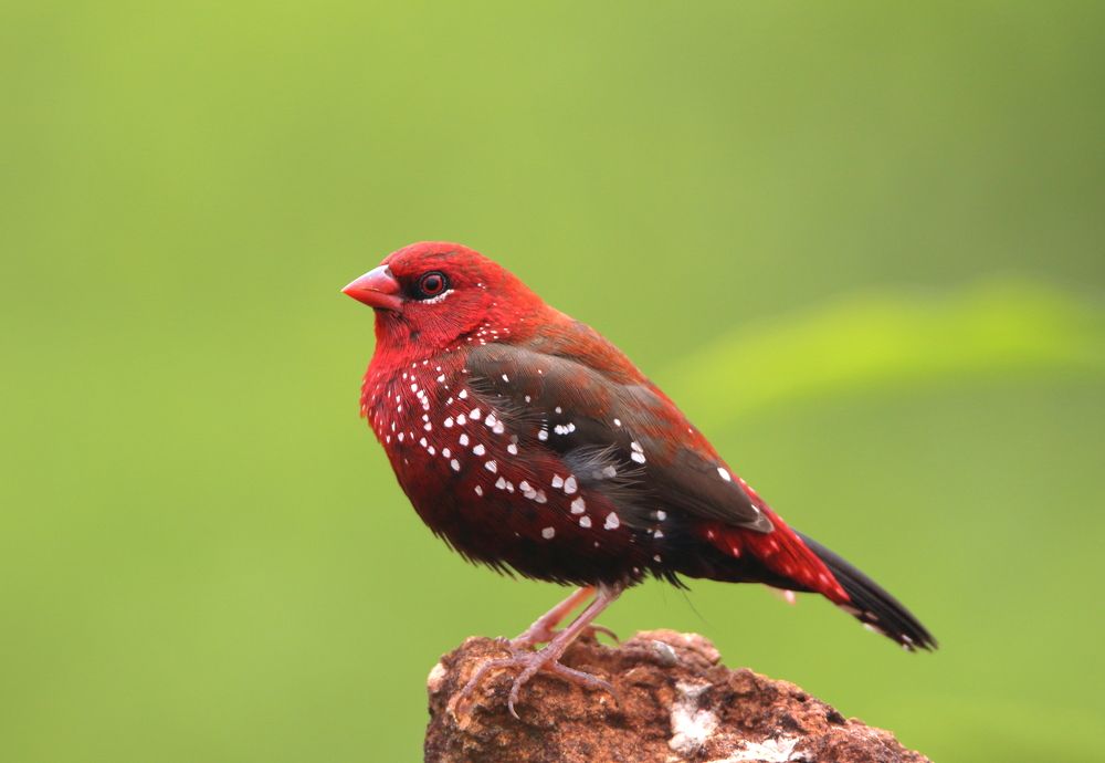 Фотография автора Chandra sekar