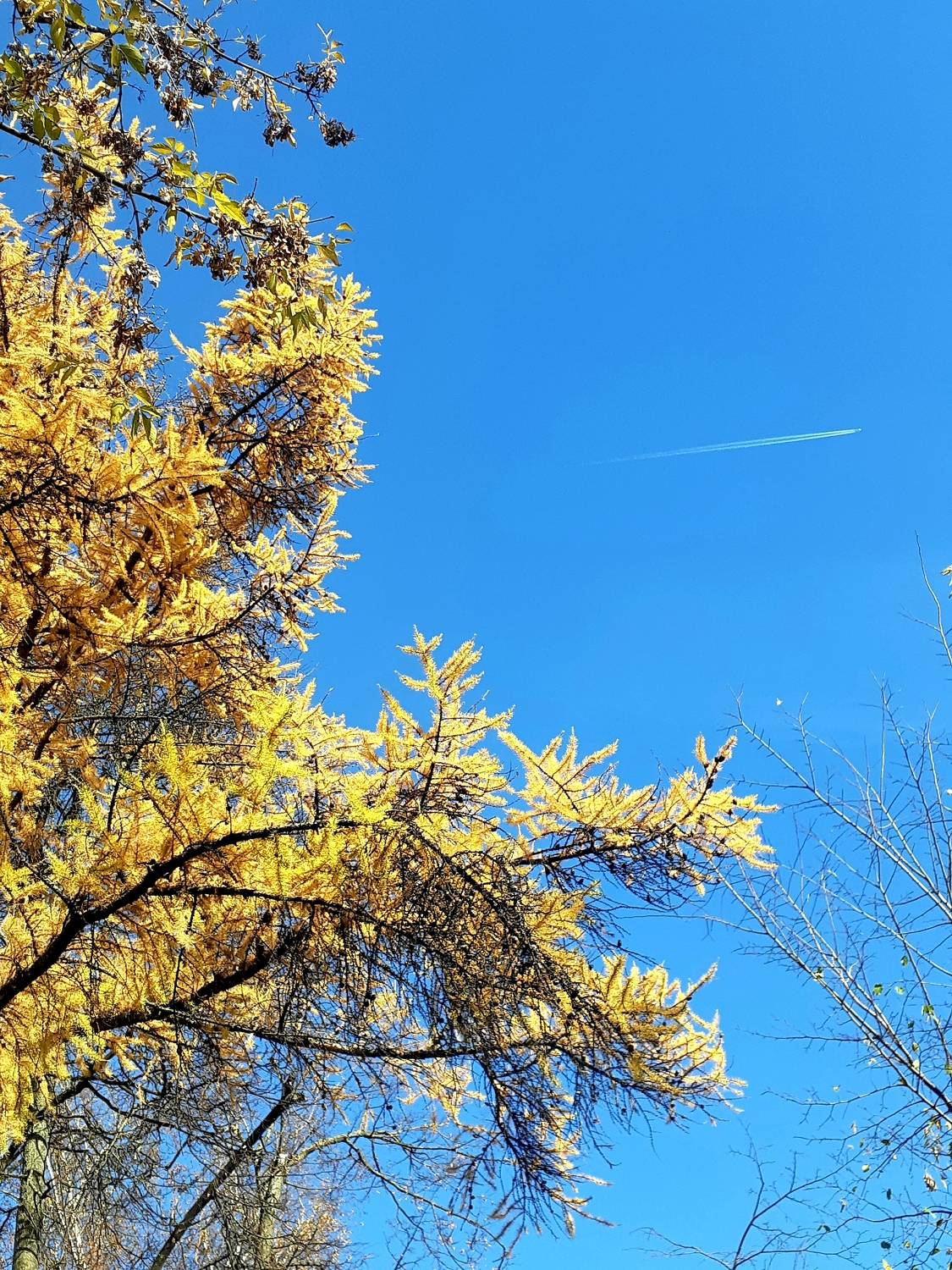 Photo #11130975