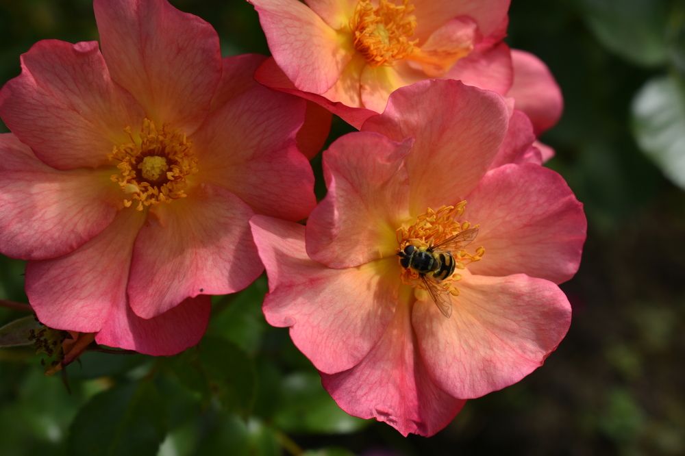 Фотография автора Наталья Сероглазова