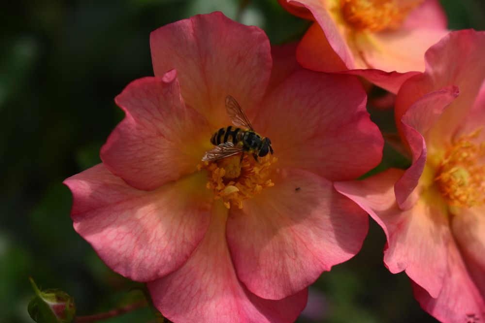 Фотография автора Наталья Сероглазова