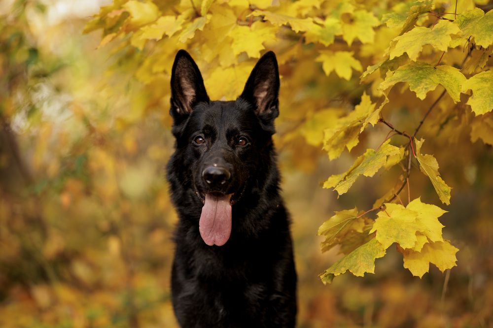 Фотография автора Александр