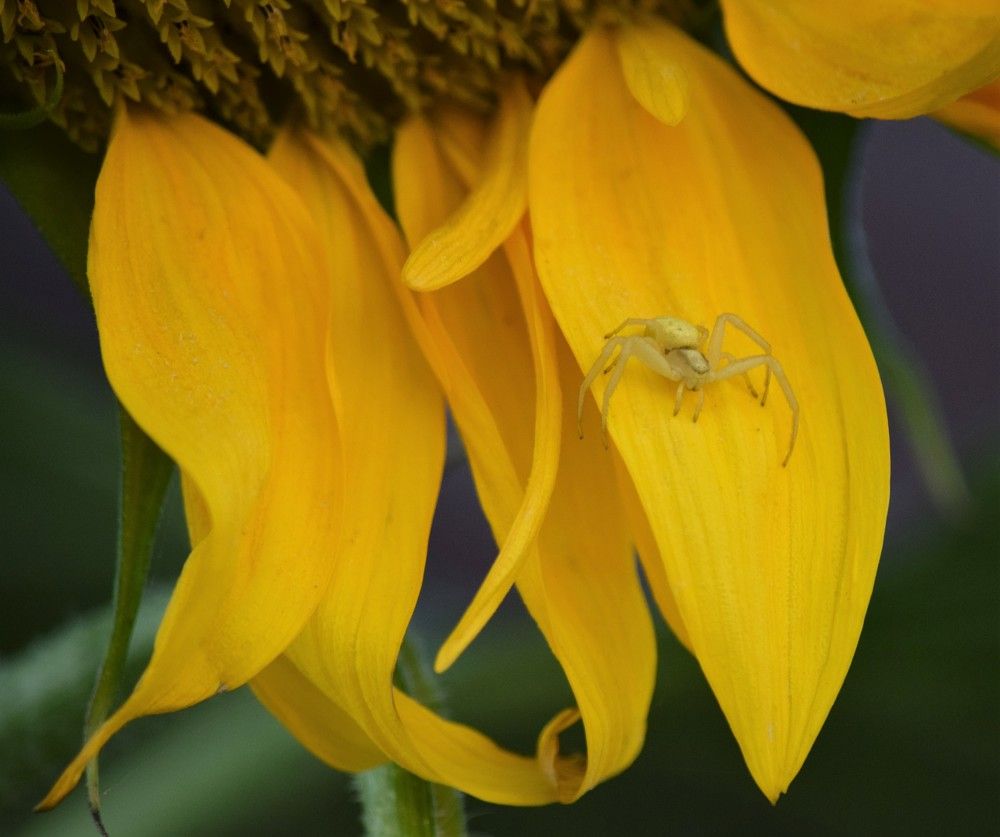 Photograph by Лариса Стрекулева