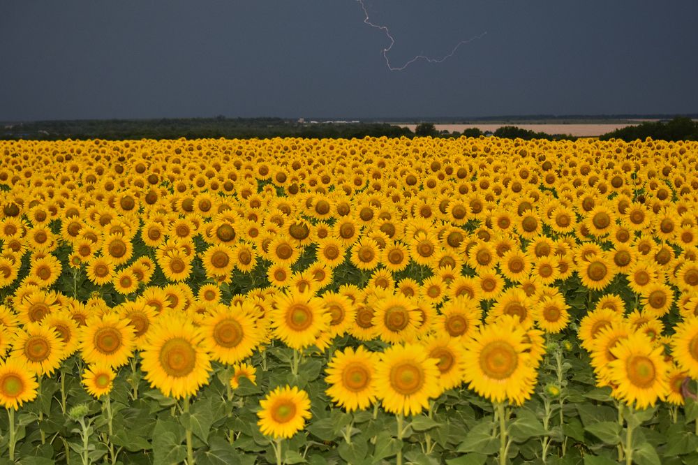 Photograph by Лариса Стрекулева