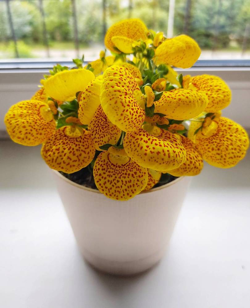 Photograph by Оксана Лоншакова