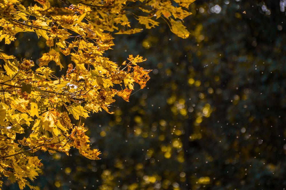 Photograph by Анастасия Гурова