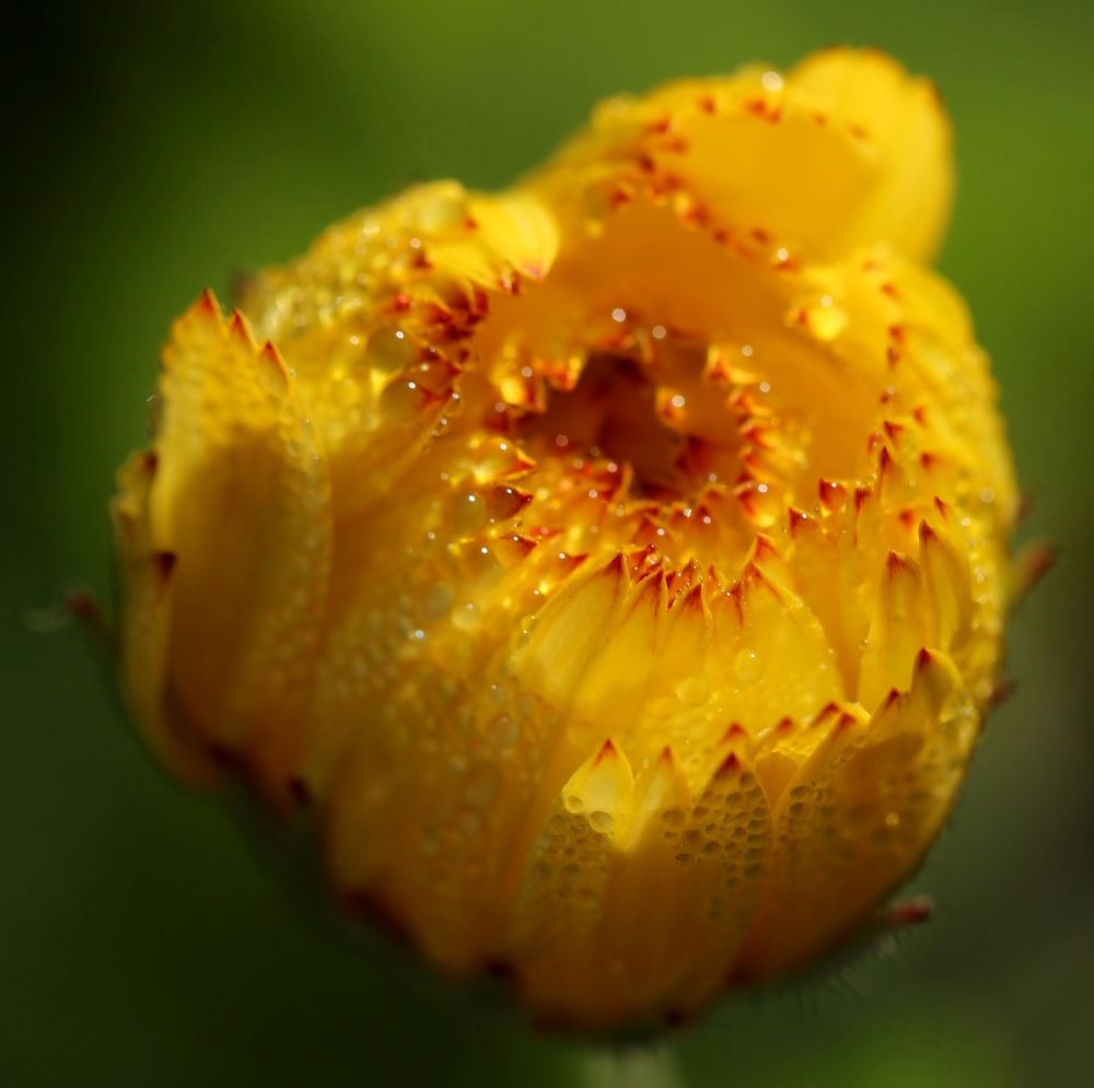 Photograph by Любовь Саханова