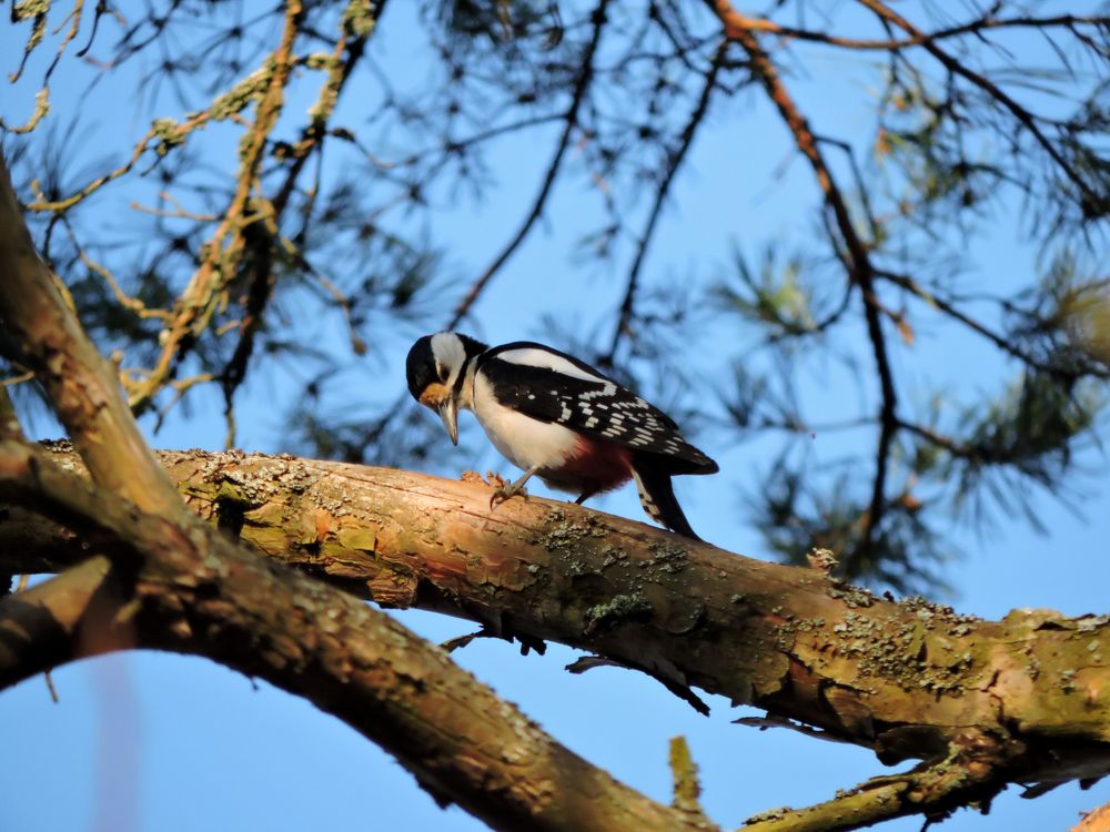 Лесной доктор / Forest doctor