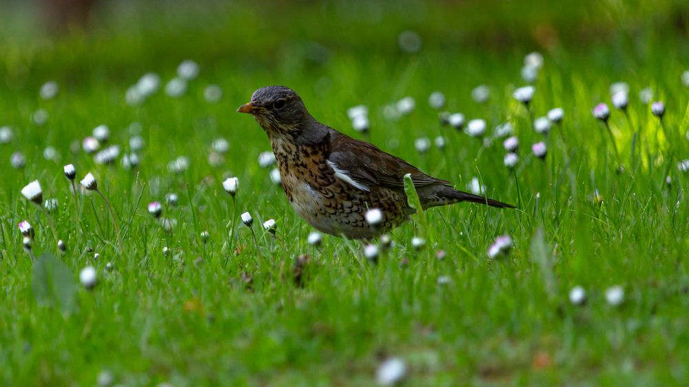 Фотография автора Александр Довганюк