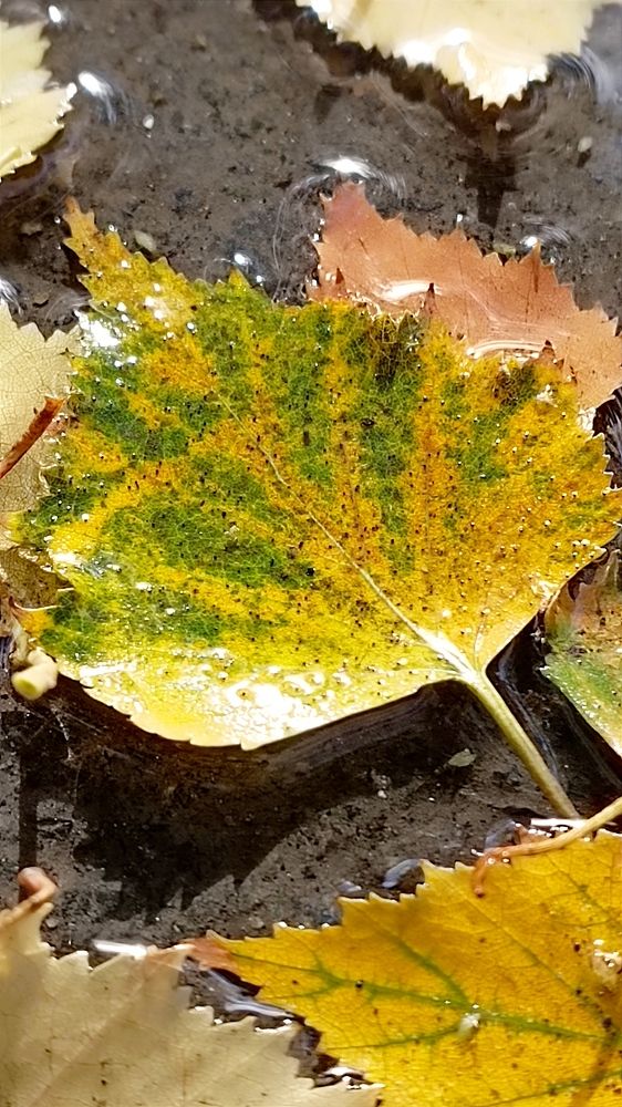 Жёлтый лист осенний