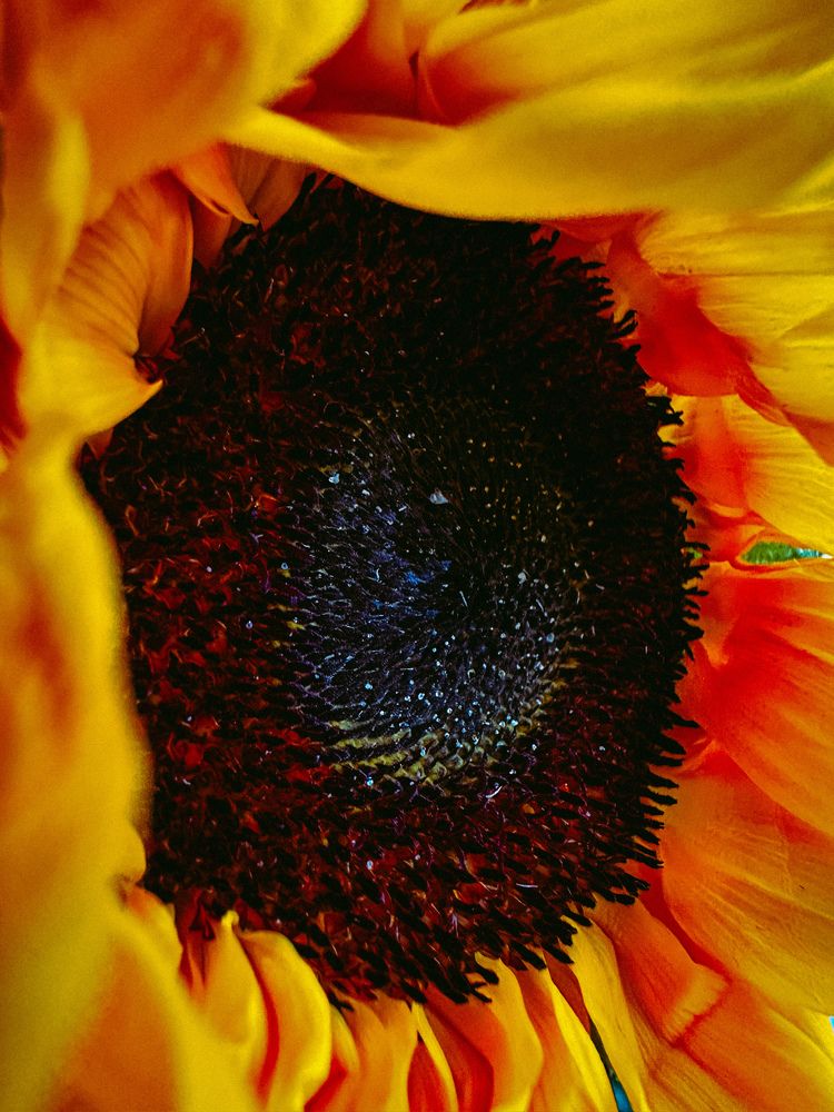 Фотография автора Yana Solomennikova