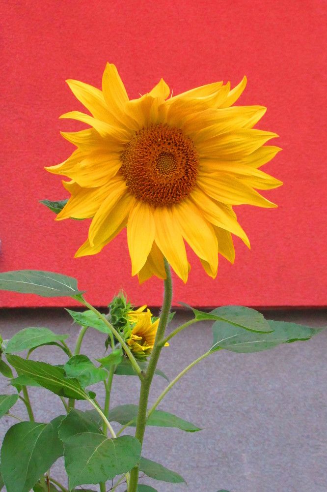 Photograph by Ирина Шведчикова