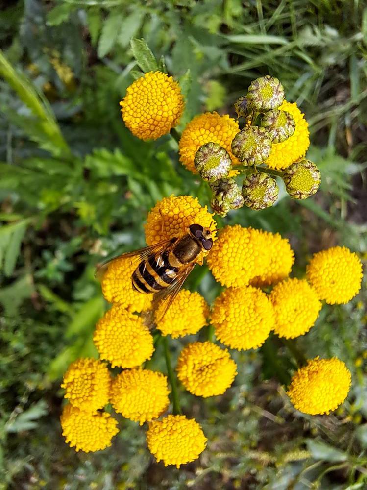 Мгновение лета