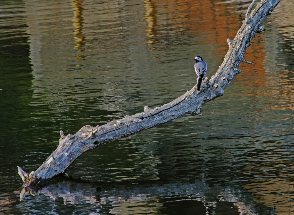 Трясогузка