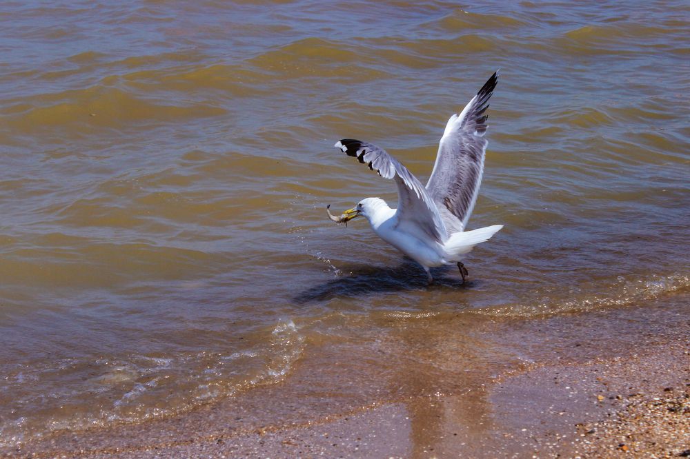 Знатный обед