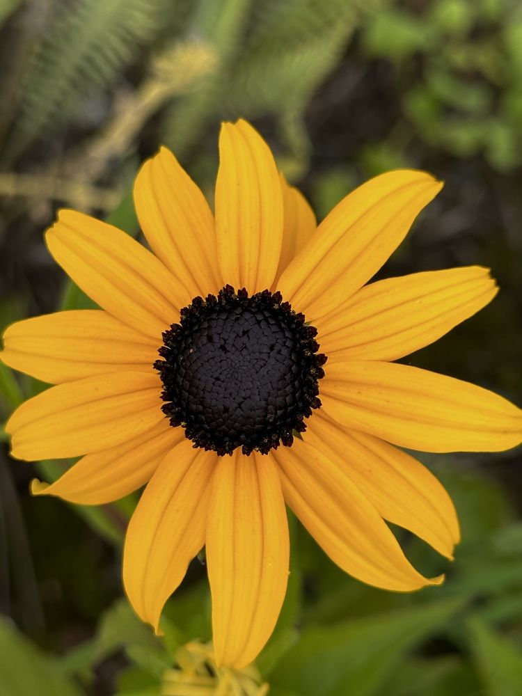 Фотография автора Юлия Косинова