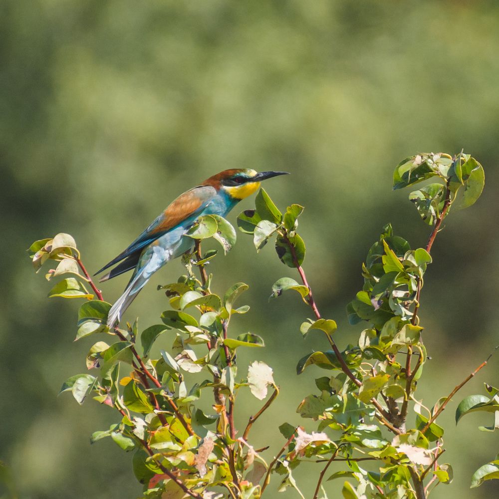 Photograph by Ирина