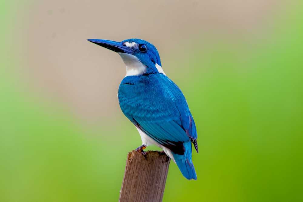 Photograph by Ari Susianto