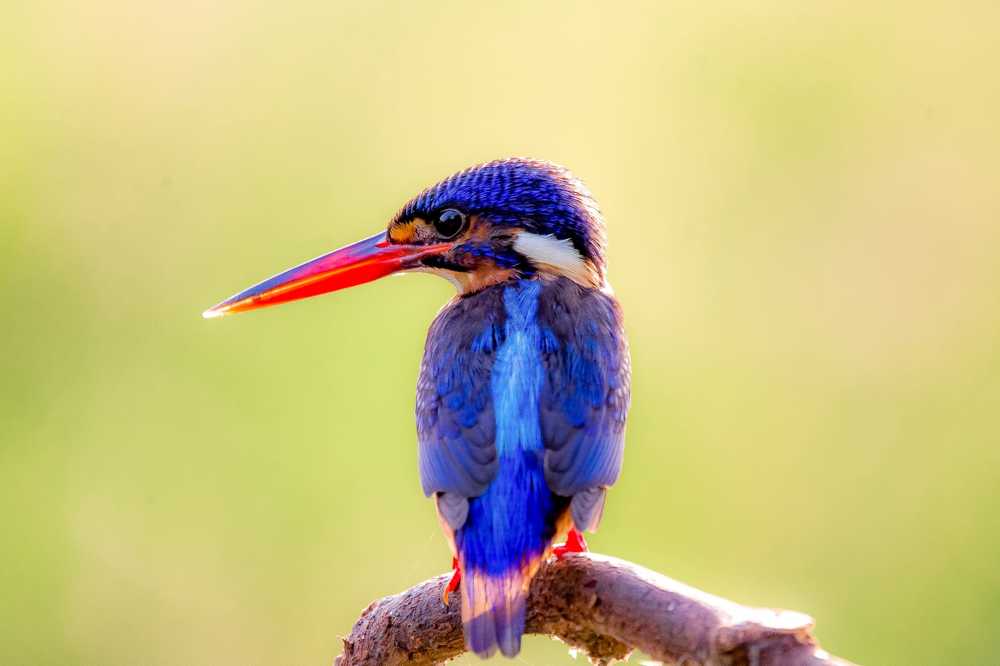 Photograph by Ari Susianto