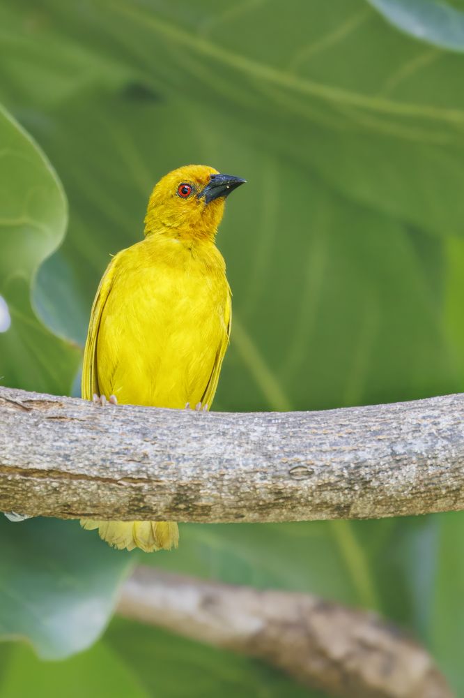 Busy Goldweaver