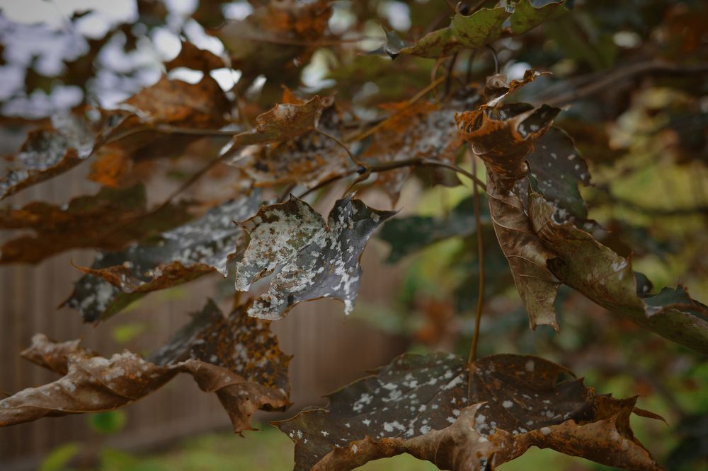 Photograph by Алексей Чернов