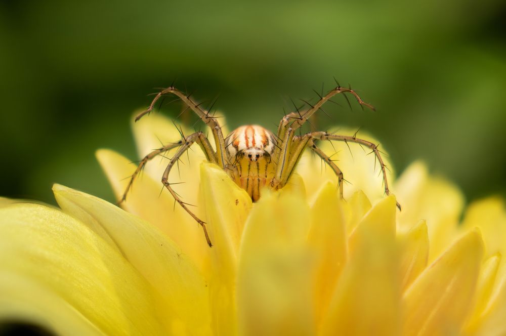 Photograph by Tharindu Gunarathna