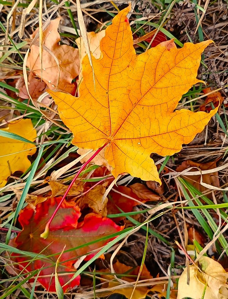 Фотография автора Елена Александрова