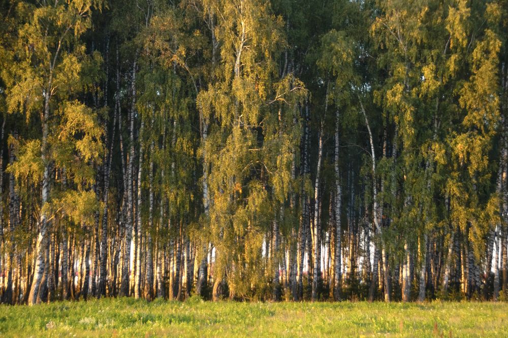 Превращения