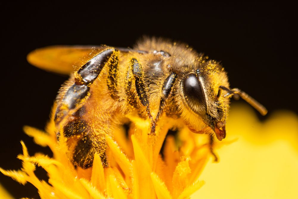 Photograph by Tharindu Gunarathna