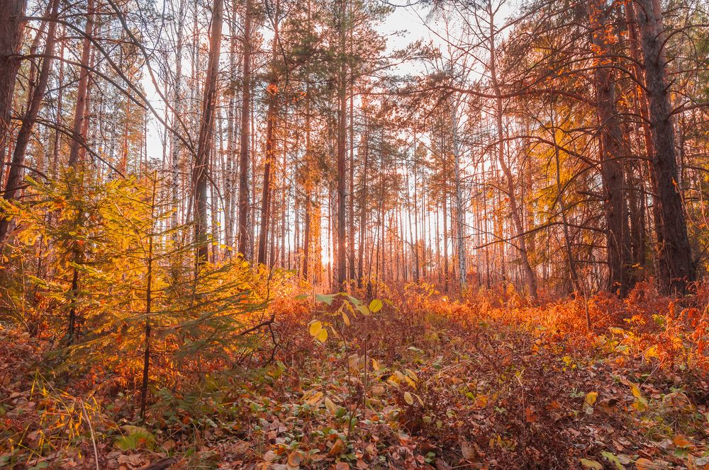 Photograph by Абаимов Александр