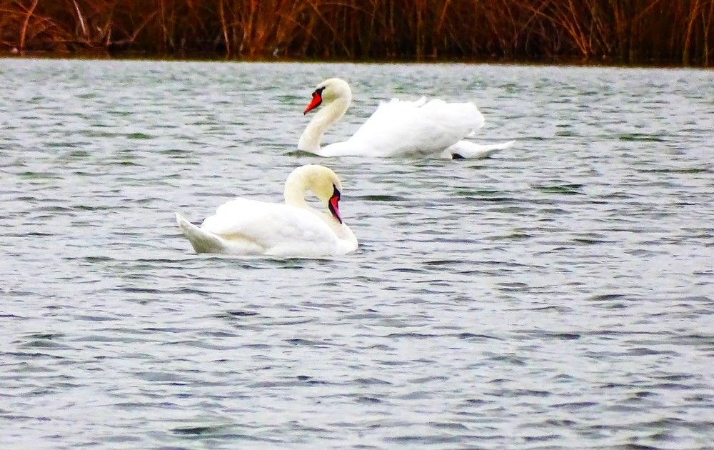 Photograph by Николай Худяков