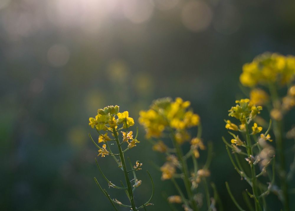Photograph by Екатерина Медведева