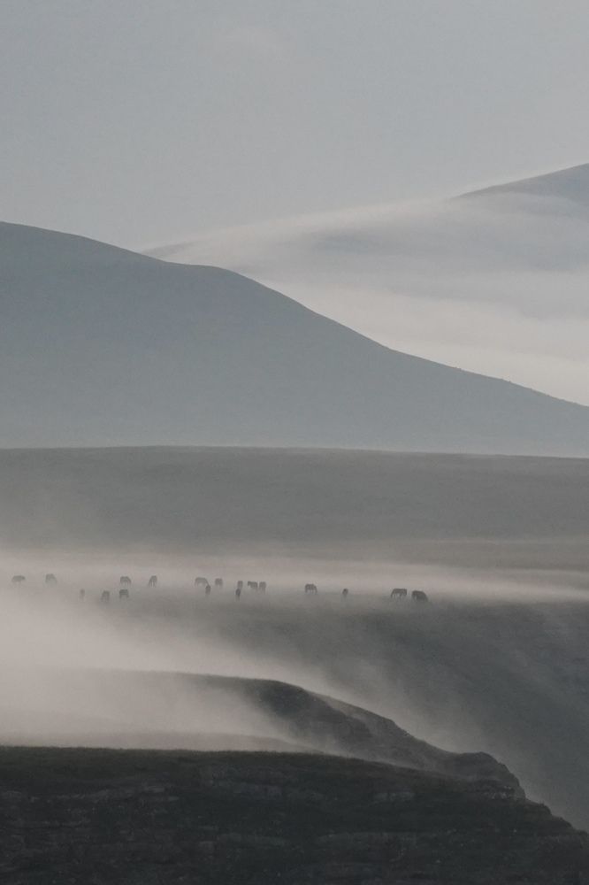 Лашадки в тумане