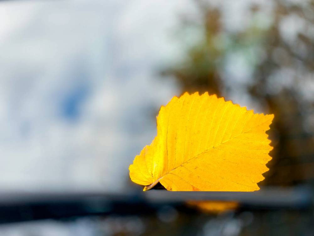 Photograph by Svetlana