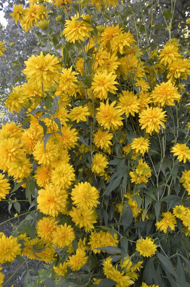 Фотография автора Клавдия Васильева