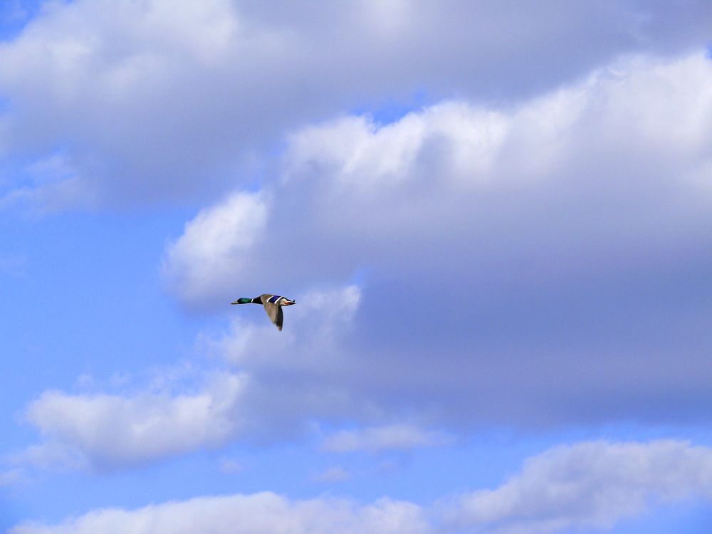 Фотография автора Клавдия Васильева