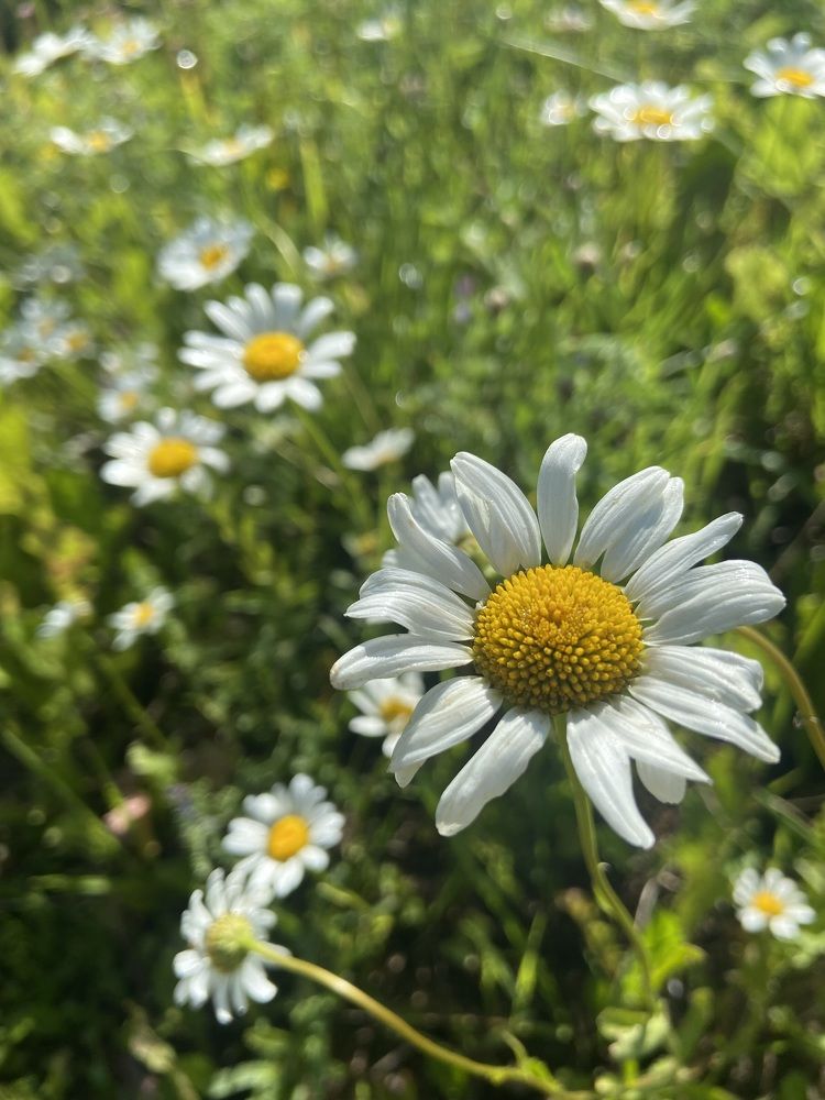 Photograph by Oksana Smorodina