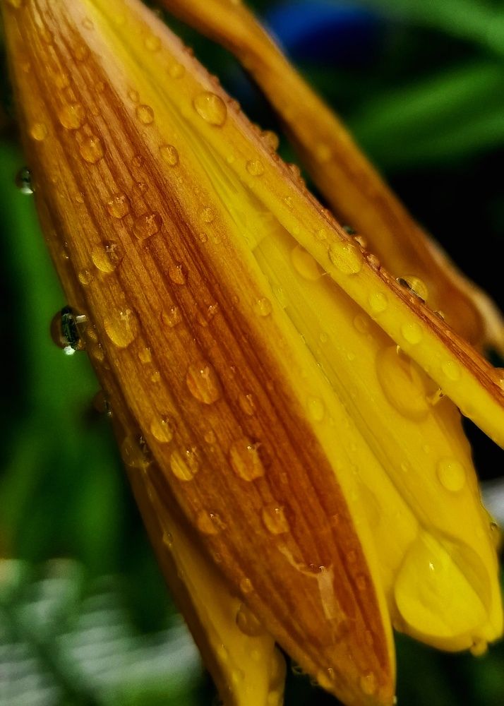 Photograph by Vera Nefedova