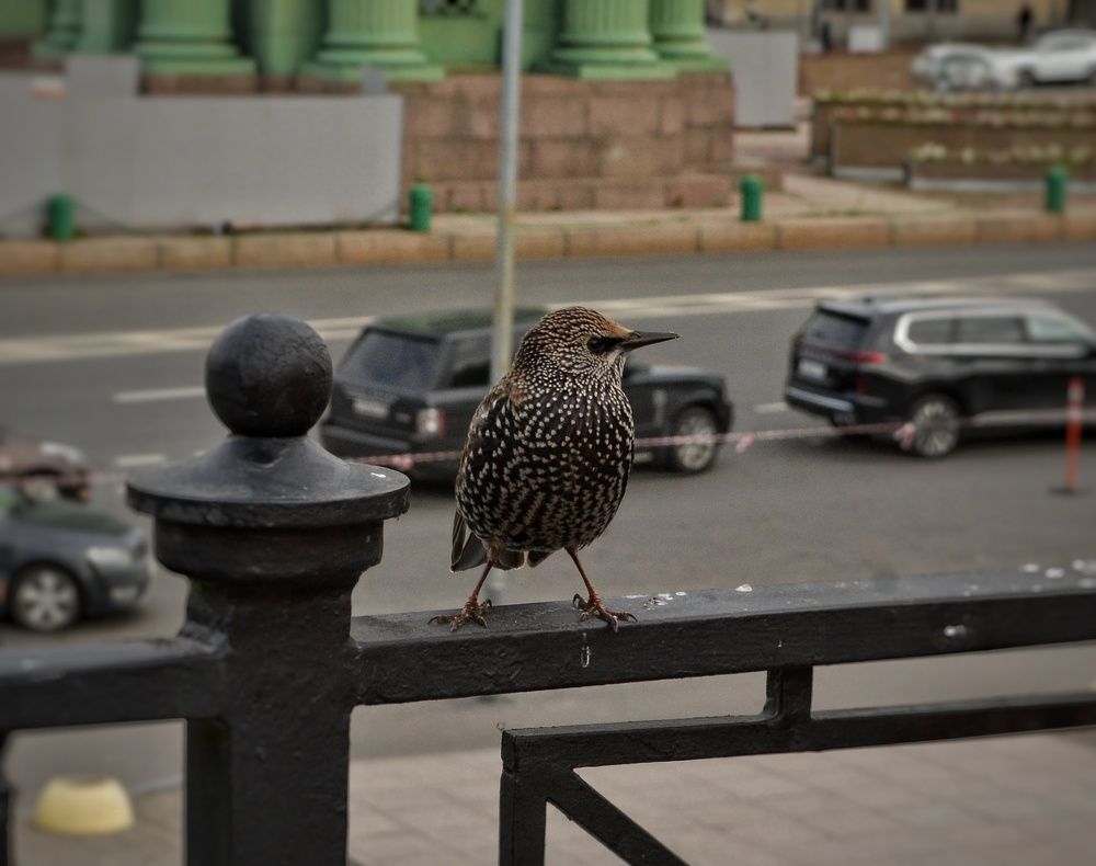 Photograph by Дайана