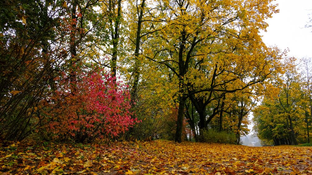 Photograph by Александр Елизаров