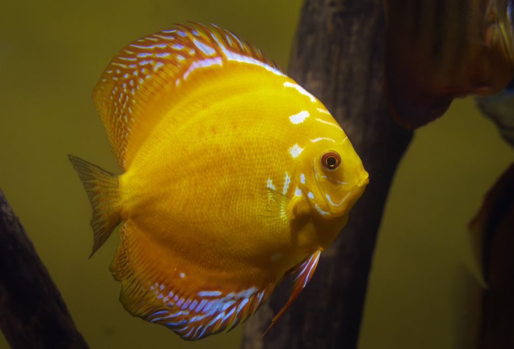 Photograph by Aleksandr Kolonsky