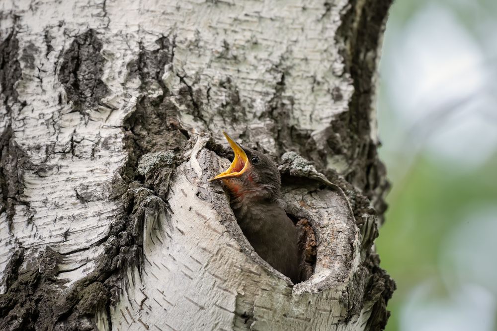 Photograph by Рагинская Ольга