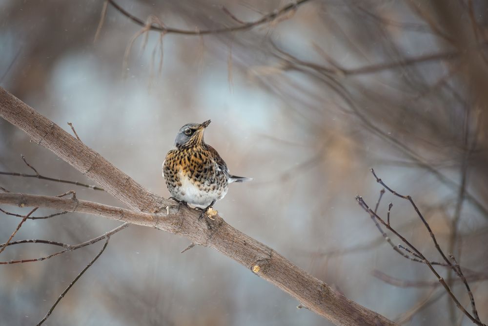 Photograph by Рагинская Ольга