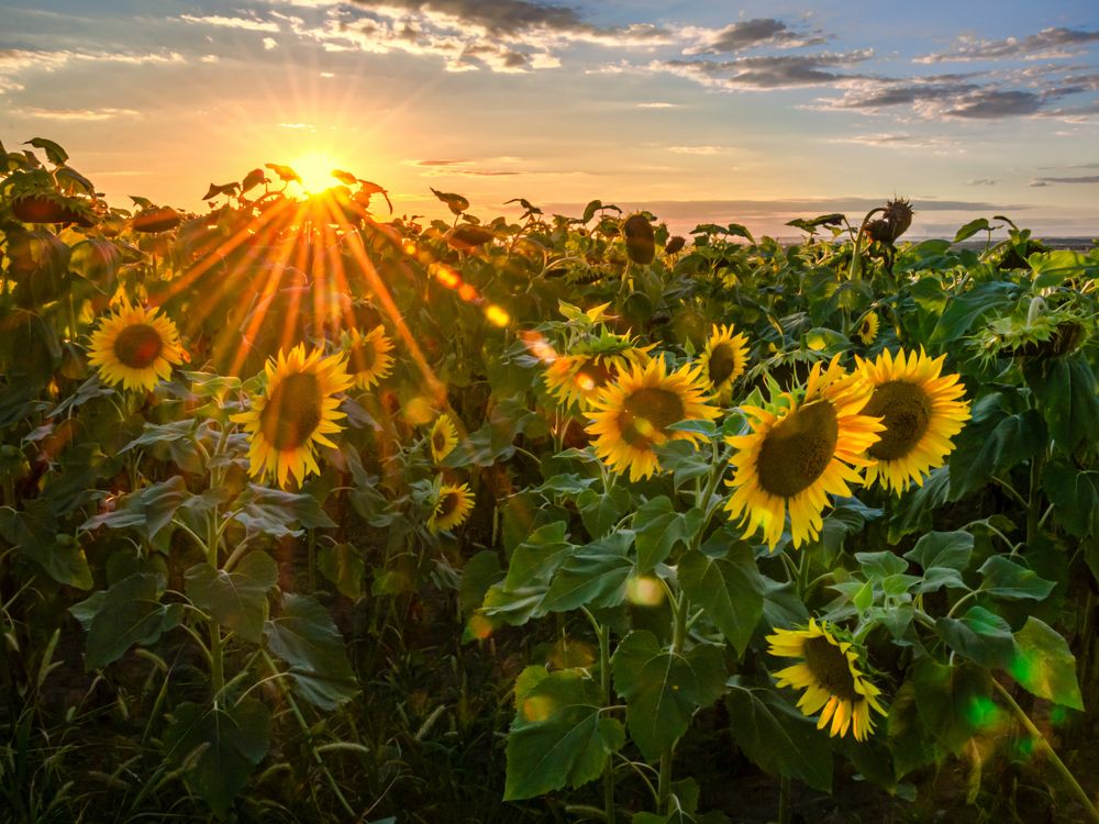 Подсолнушки под солнышком!