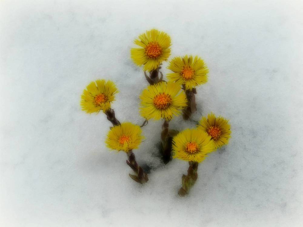 Photograph by Владимир Перминов