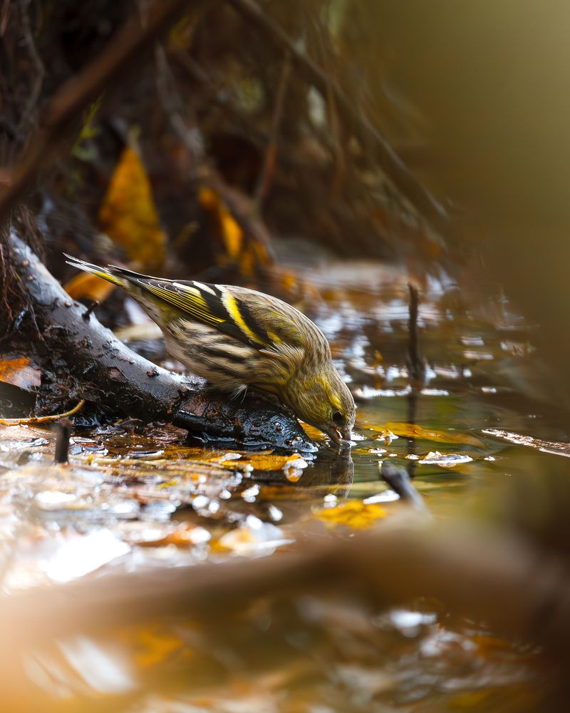 Photograph by Сергей Савельев