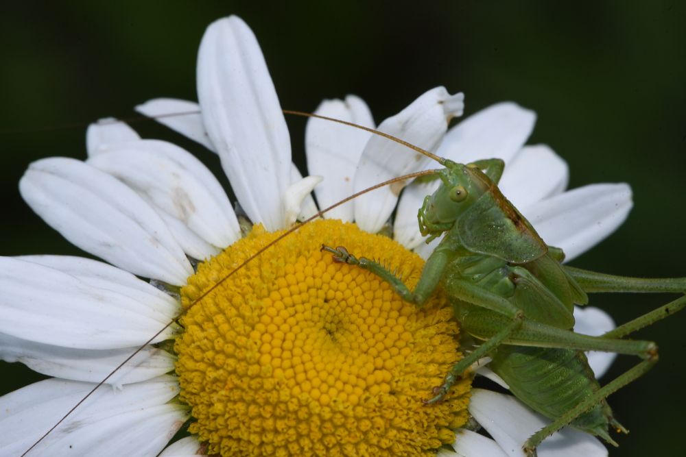 Photograph by Людмила Воропаева