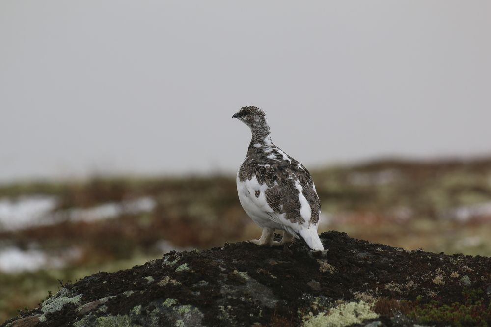 Фотография автора Sparc-jr