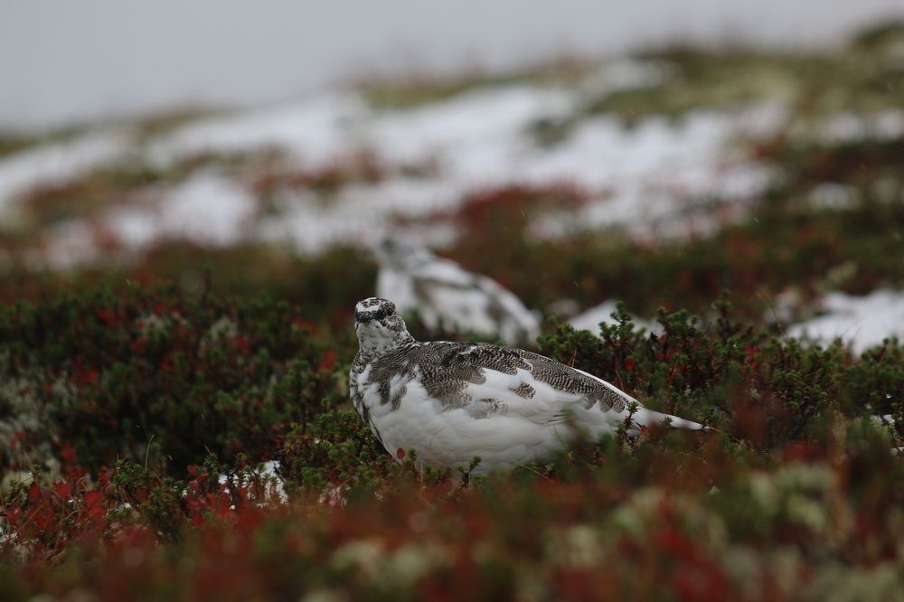 Фотография автора Sparc-jr