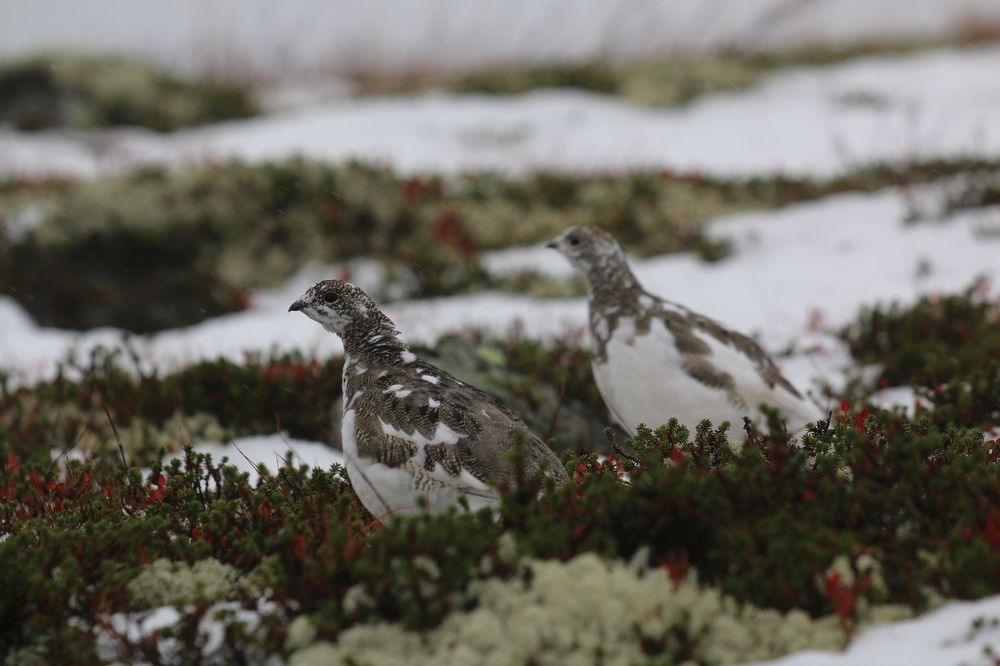 Фотография автора Sparc-jr